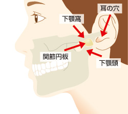 顎関節